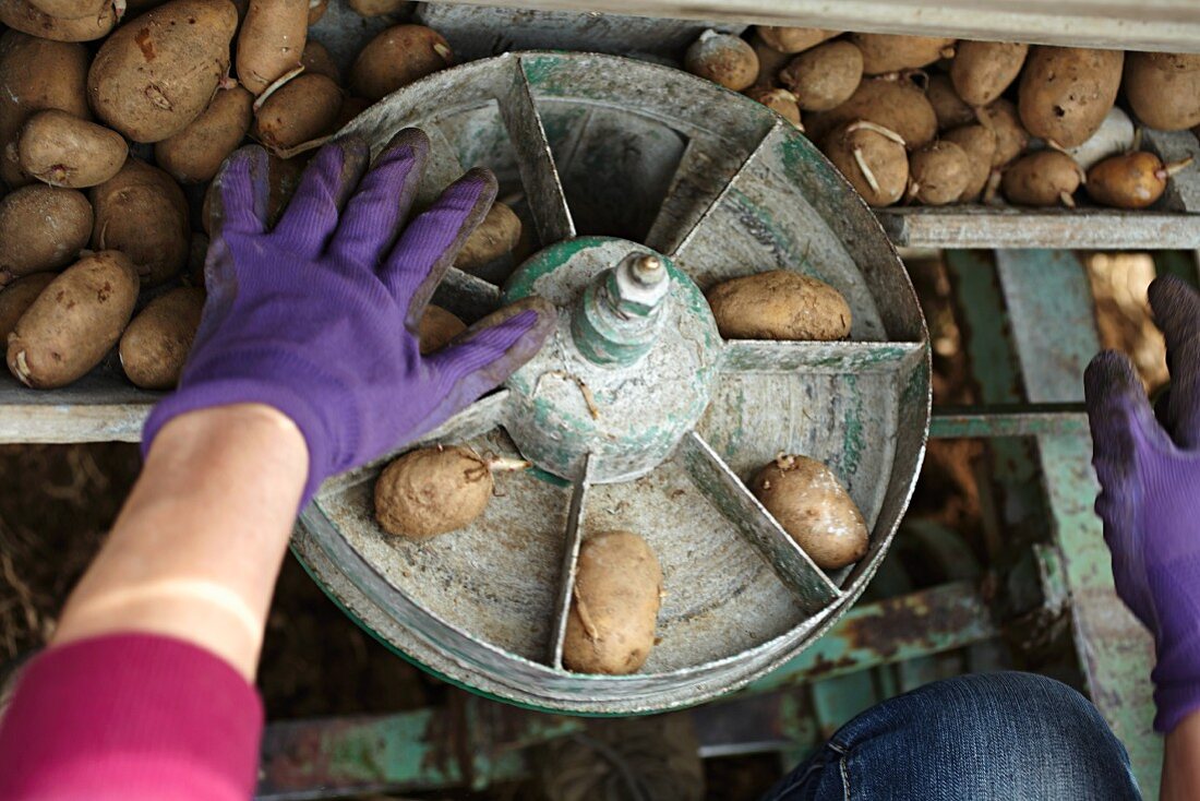 A farmer sowing organic potatoes