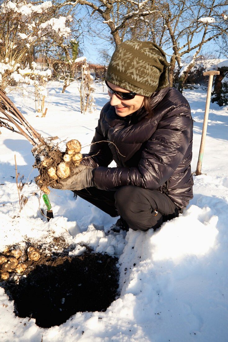A man harvesting Jerusalem artichokes in winter