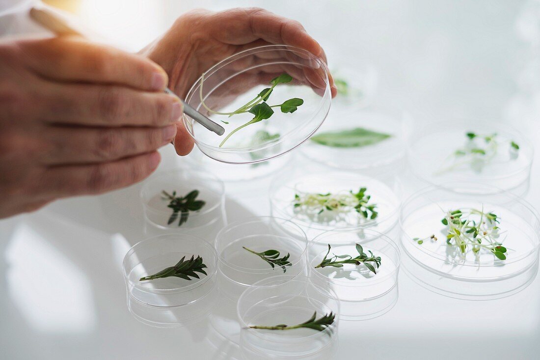 Männerhände halten Petrischale mit Pflanzen im Labor