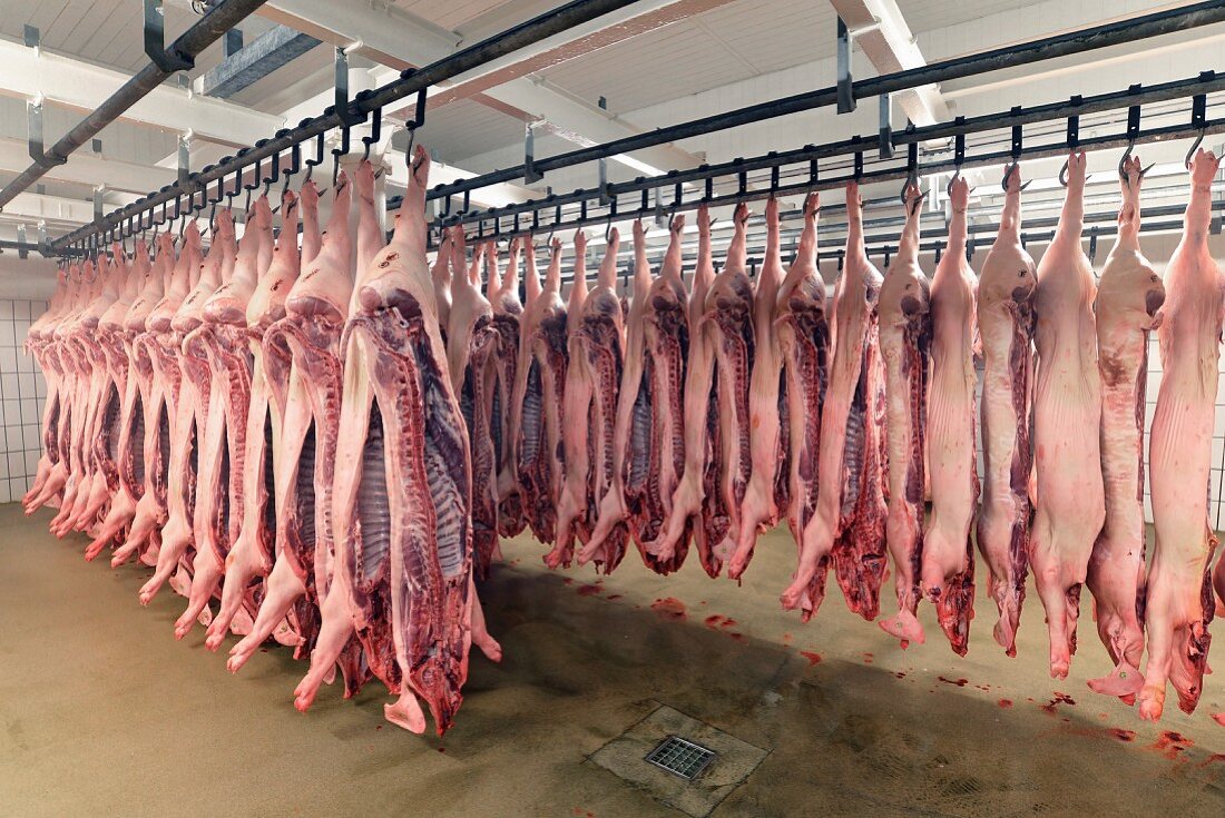 Schweinehälften im Kühlhaus eines Schlachthofs