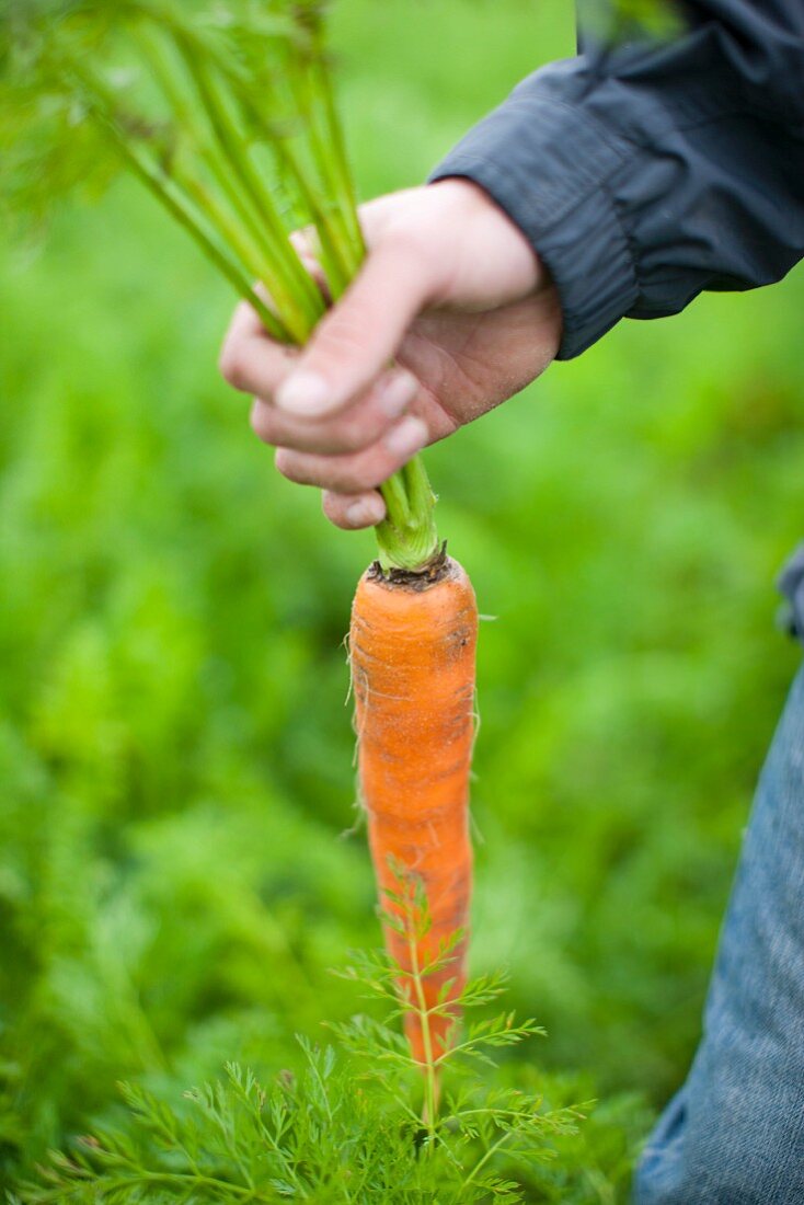 A man in a field holding a large organic carrot