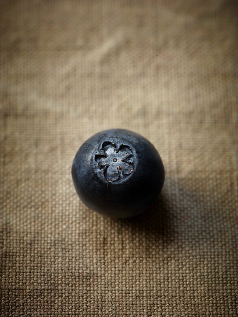 A single blueberry (close up)