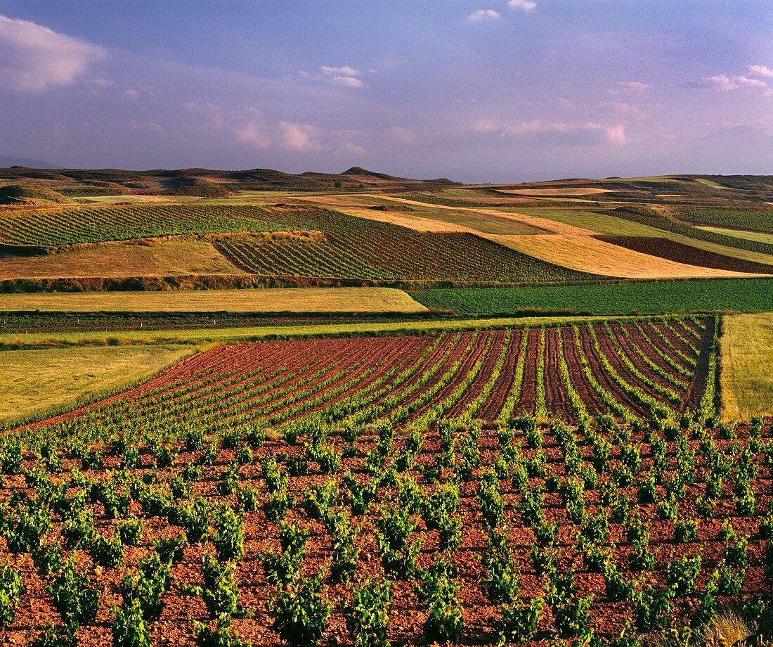 Weinberglandschaft südlich von Cenicero (La Rioja, Spanien)