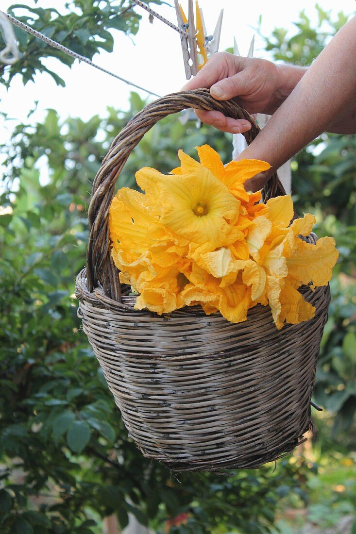 Hands holding a basket of courgette flowers in the garden
