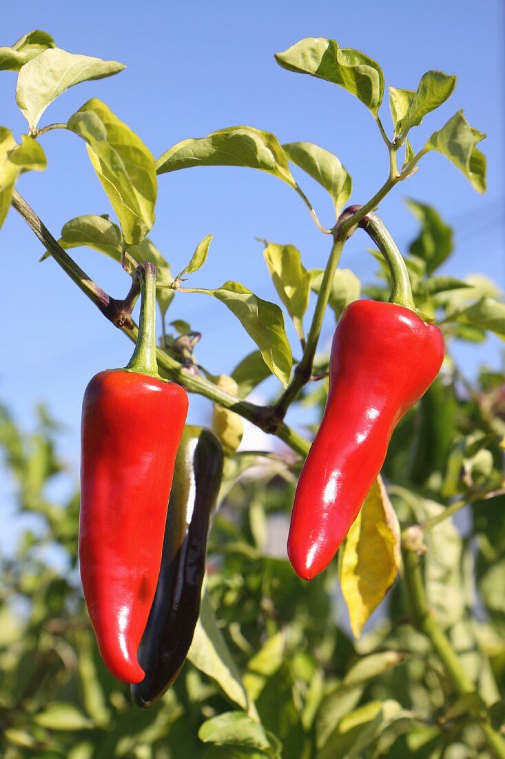 Espelette chilli peppers on a plant