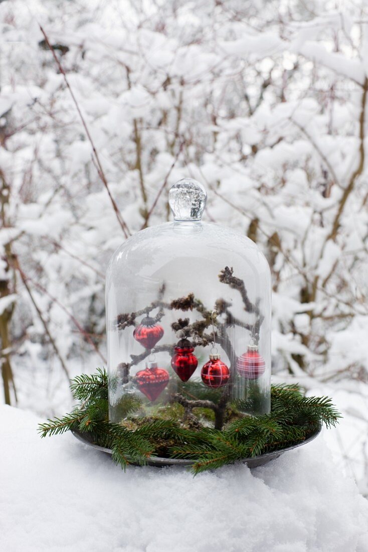 Red baubles hanging from branch under glass cover on pewter plate decorated with spruce twigs in winter landscape