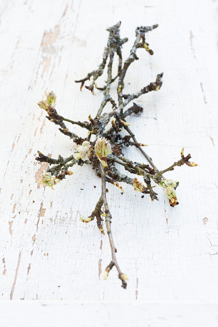 Branch of pear with spring flower buds on wooden surface with peeling white paint