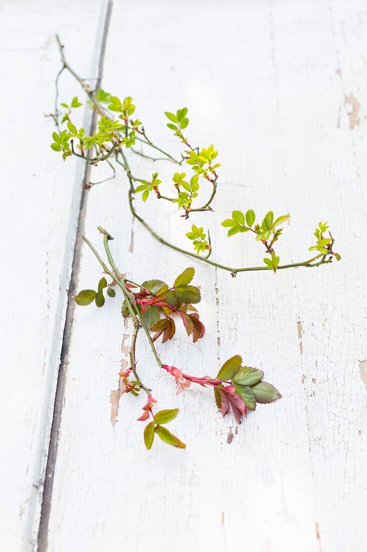 Zweige von zwei verschiedenen Rosenarten im Frühjahr auf Holz mit abblätternder weisser Farbe