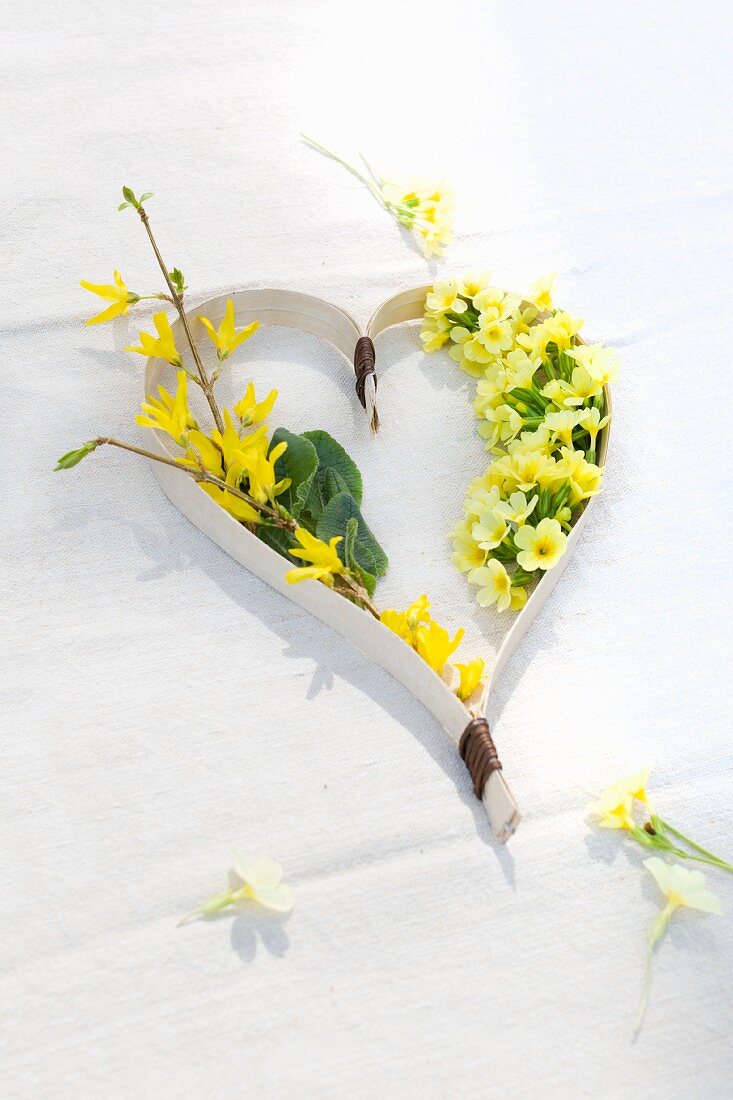 Arrangement of spring flowers; forsythia and cowslips in ornamental, chip wood heart