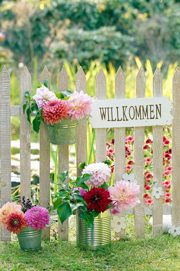 Dahlien in Blechbüchsen und Willkommensschild an Gartenzaun