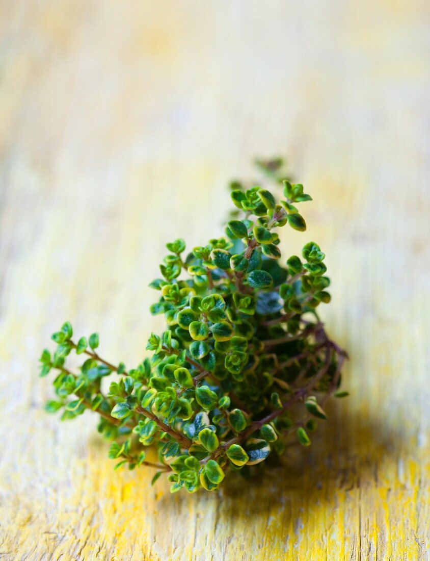 Fresh lemon thyme