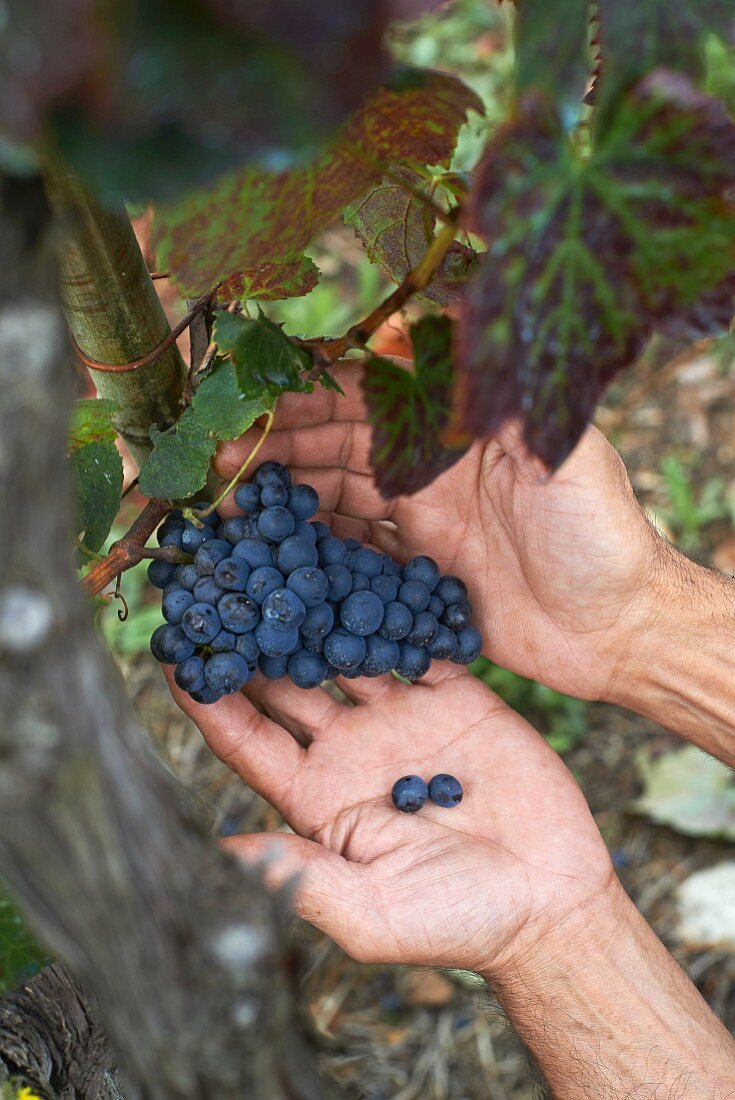 Baga grapes