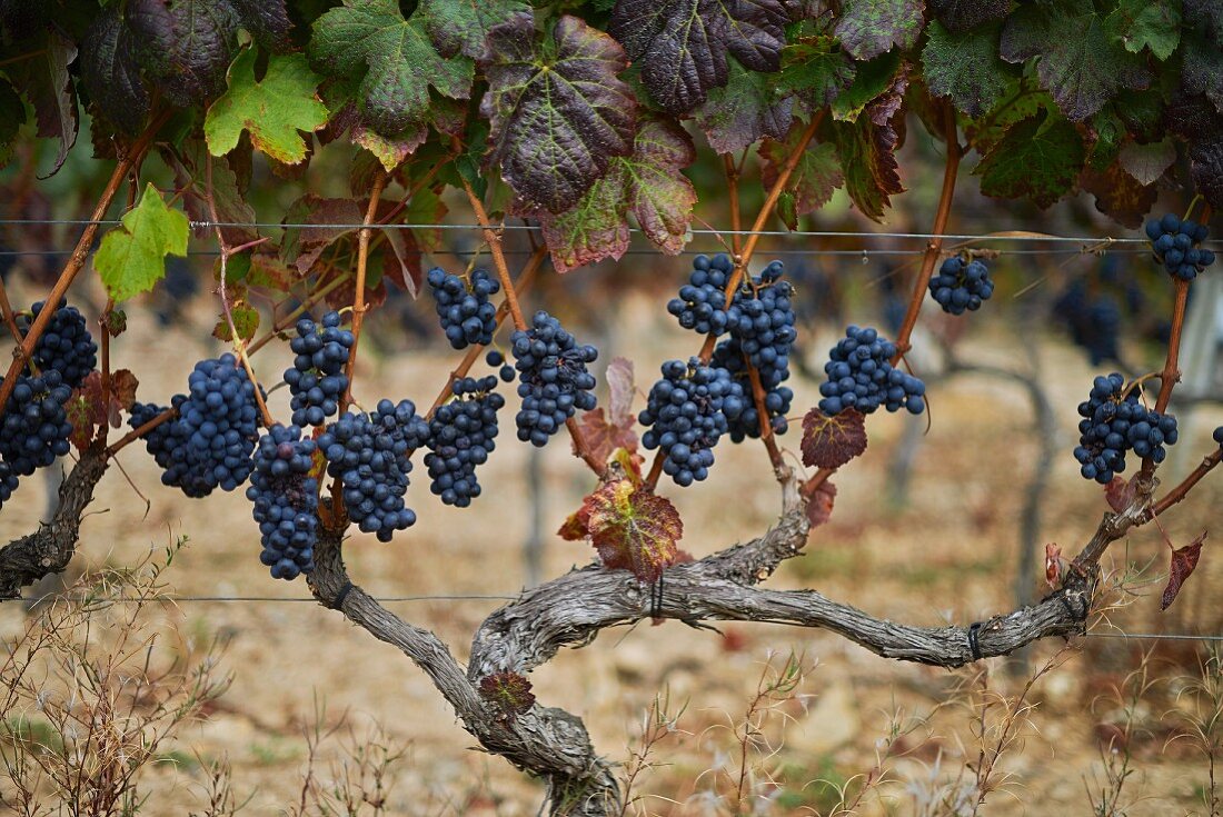 Baga grapes on a vine in Portugal