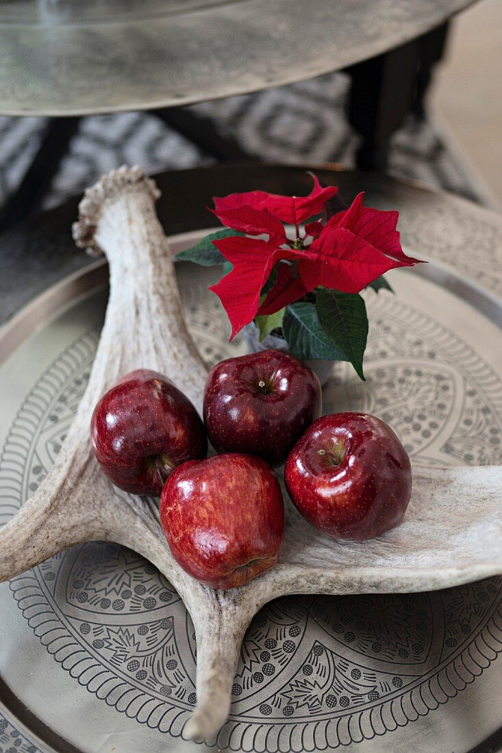 Geweih als Schale für dunkelrote Nikolausäpfel und Weihnachtsstern auf Zinnteller