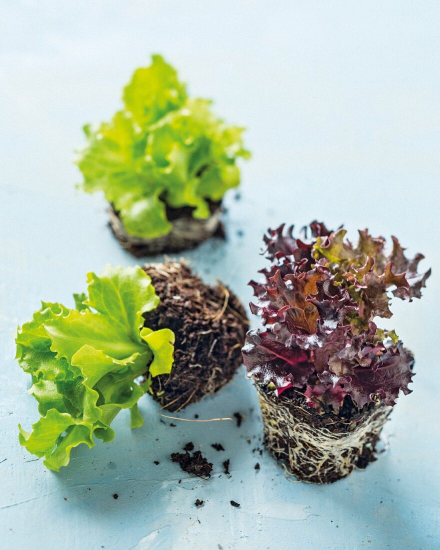 Junge Blattsalatpflanzen mit Erdballen