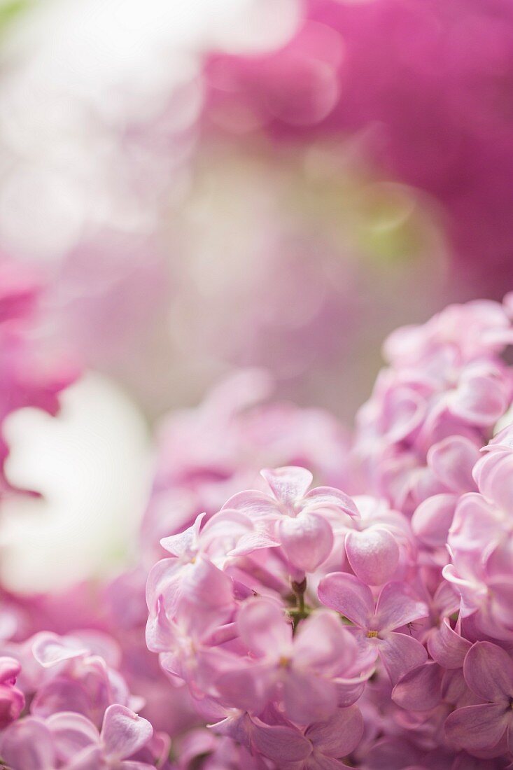 Pink-flowering lilac (close-up)
