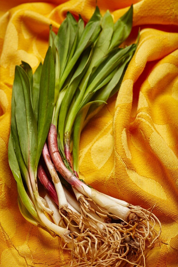 Fresh wild leek on a yellow cloth