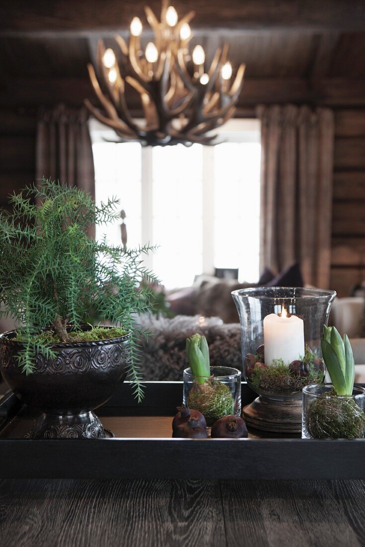 Various planters and candle lantern on tray: light fitting made from antlers in background