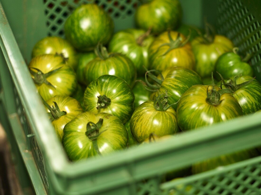 Green tomatoes in a green crate