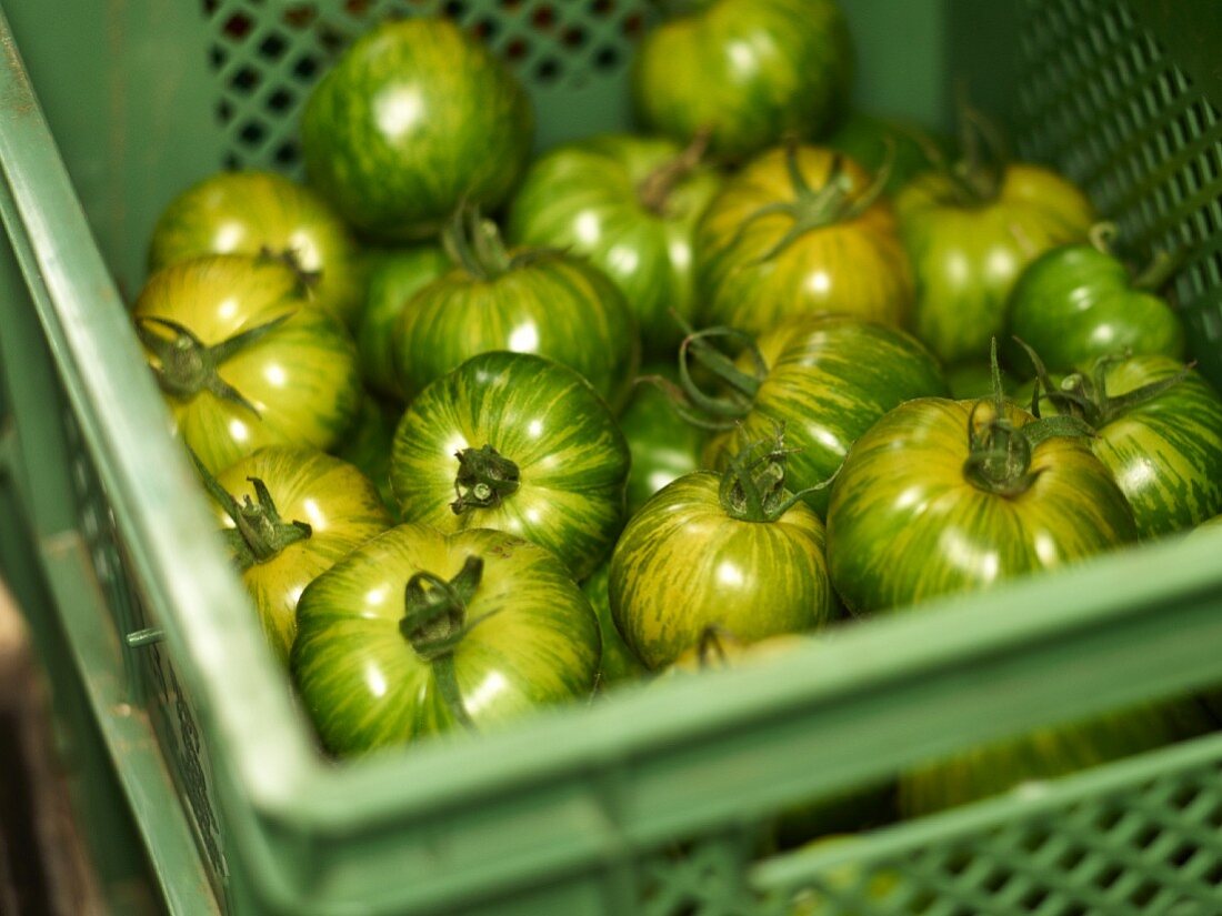 Grüne Tomaten in einer grünen Kiste