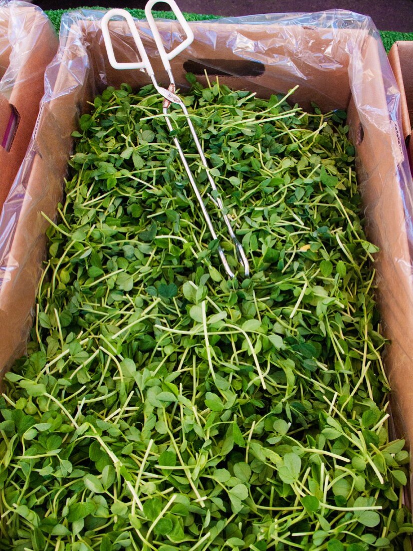 Pea sprouts at an organic farmers market