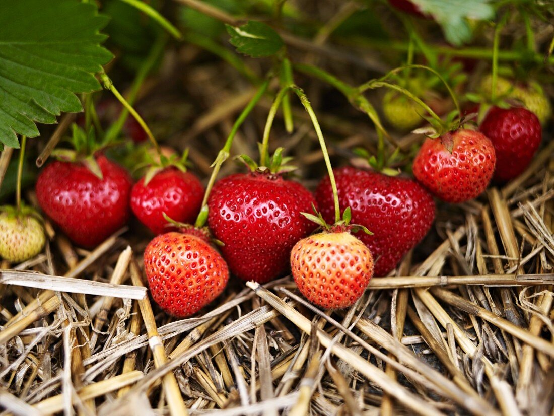 Erdbeeren am Zweig