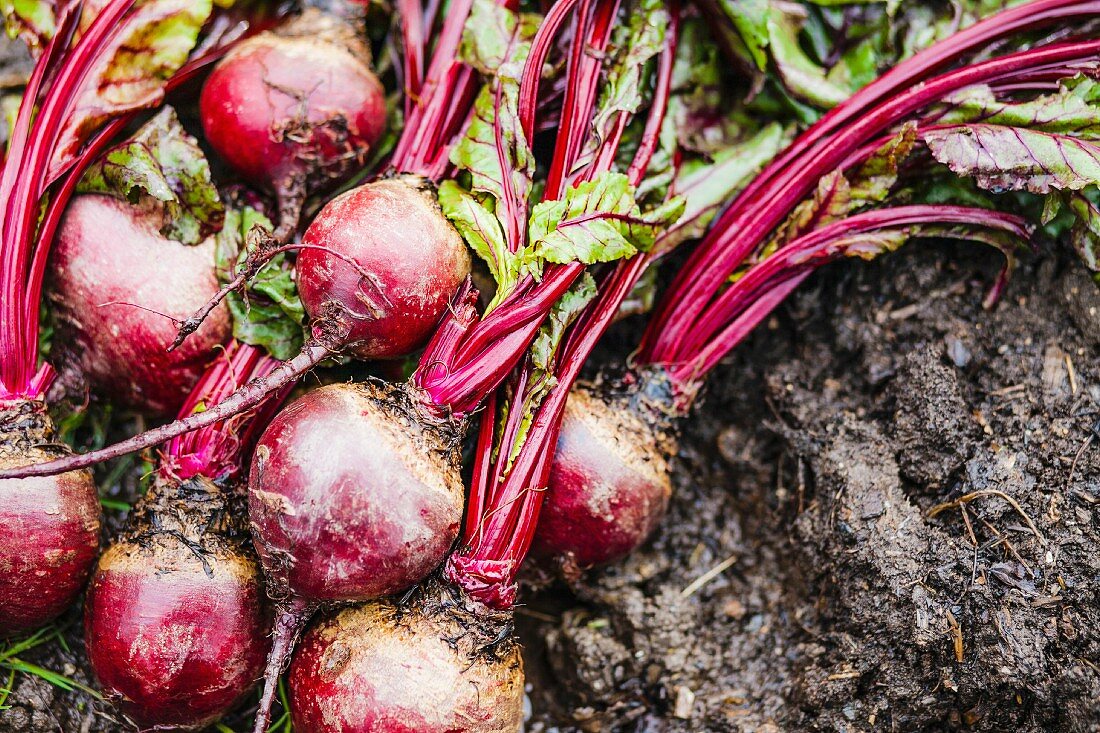 Beetroot on wet soil