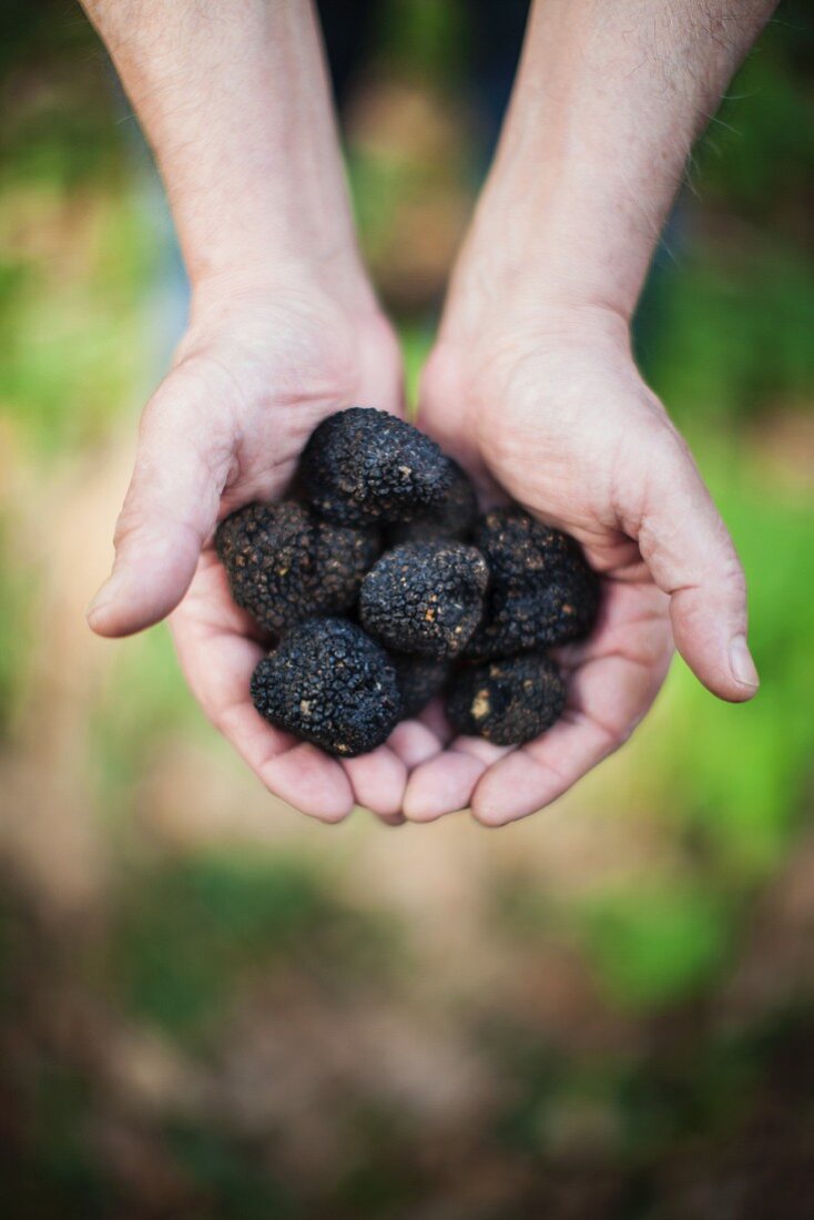 Hands holding black truffle mushrooms