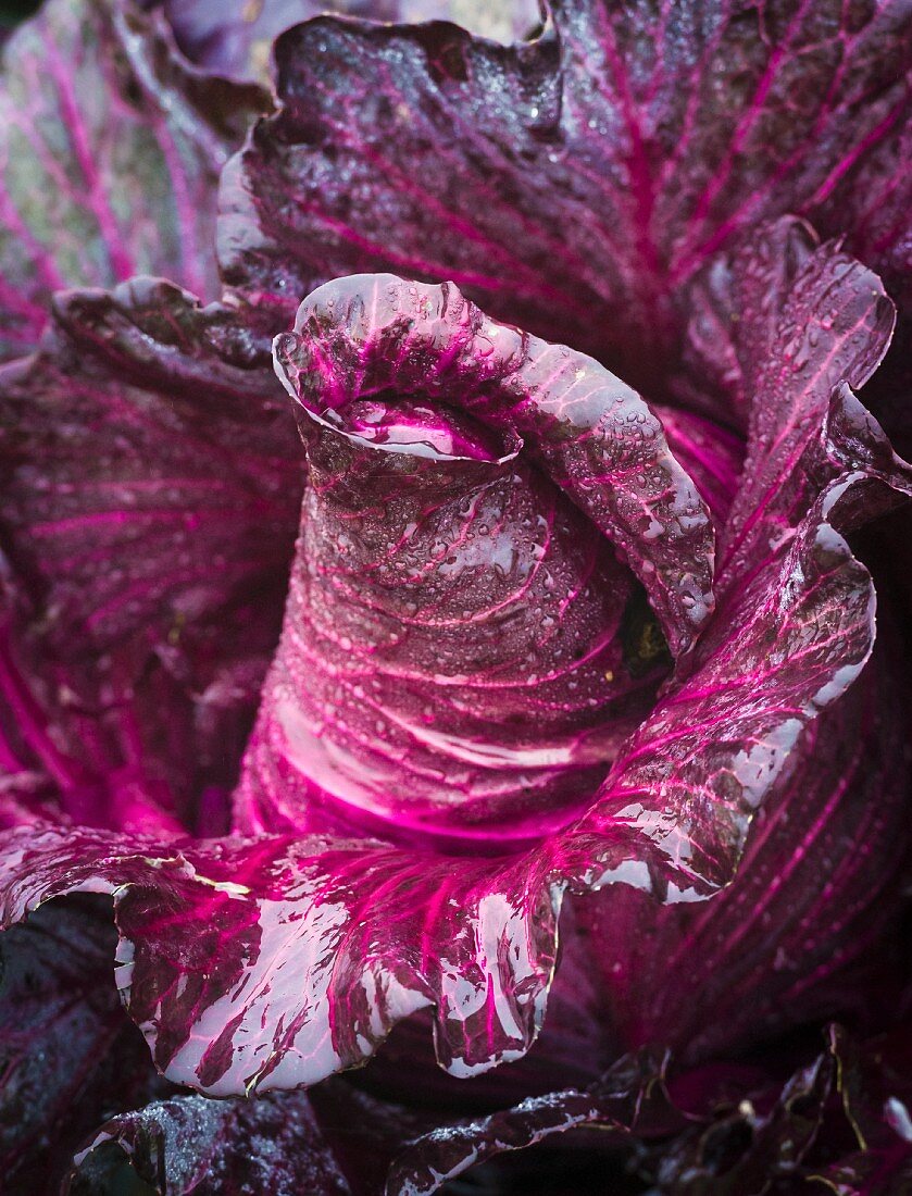 Freshly washed, pointed red cabbage (close-up)