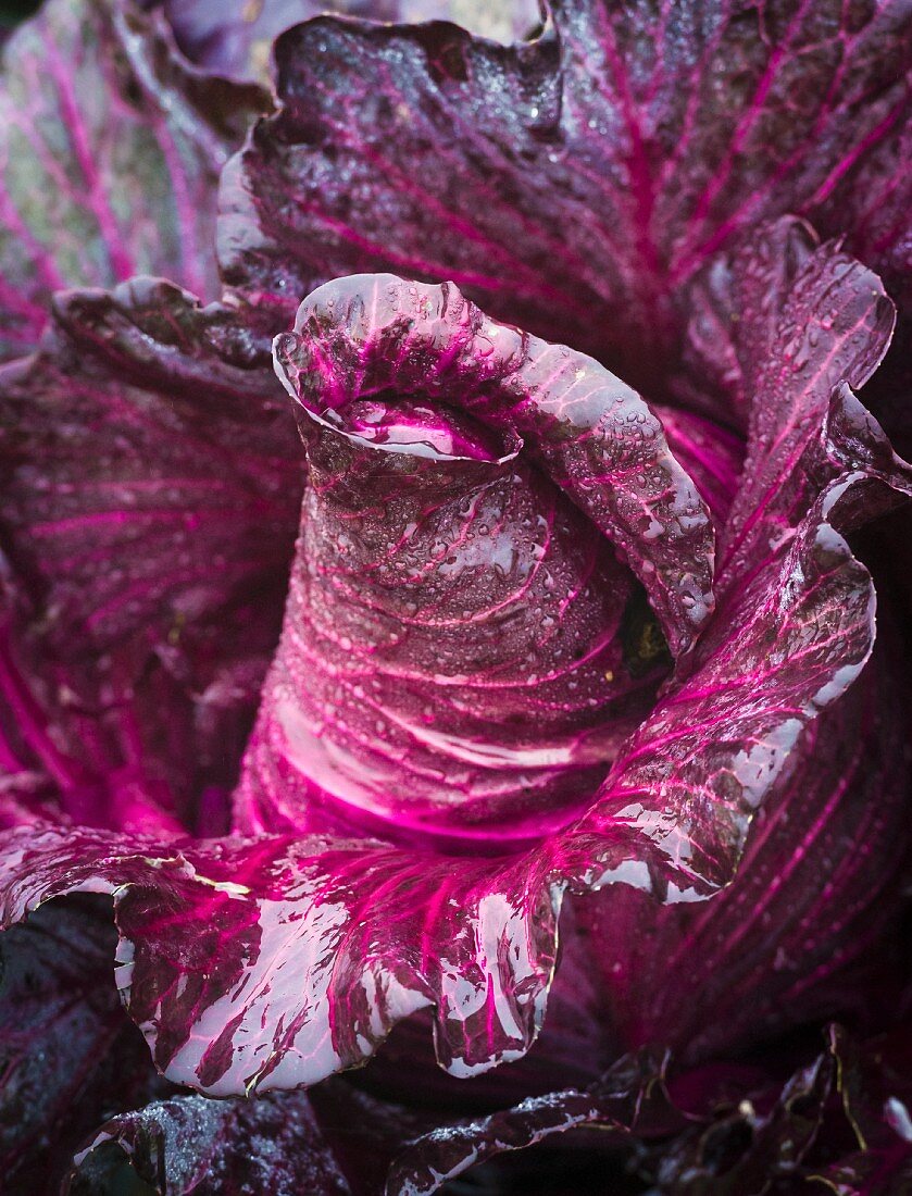 Roter Spitzkohl mit Wassertropfen (Close Up)