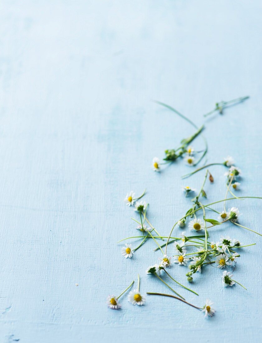 Scattered daisies