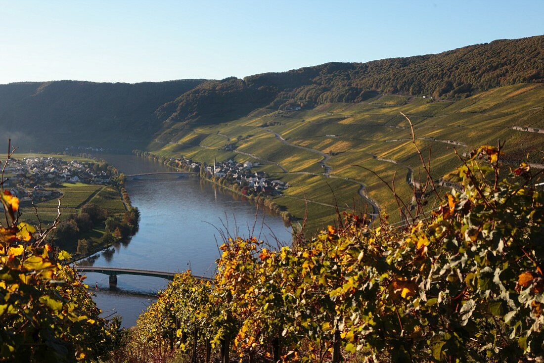 A wine landscape on the River Mosel with the town of Piesport