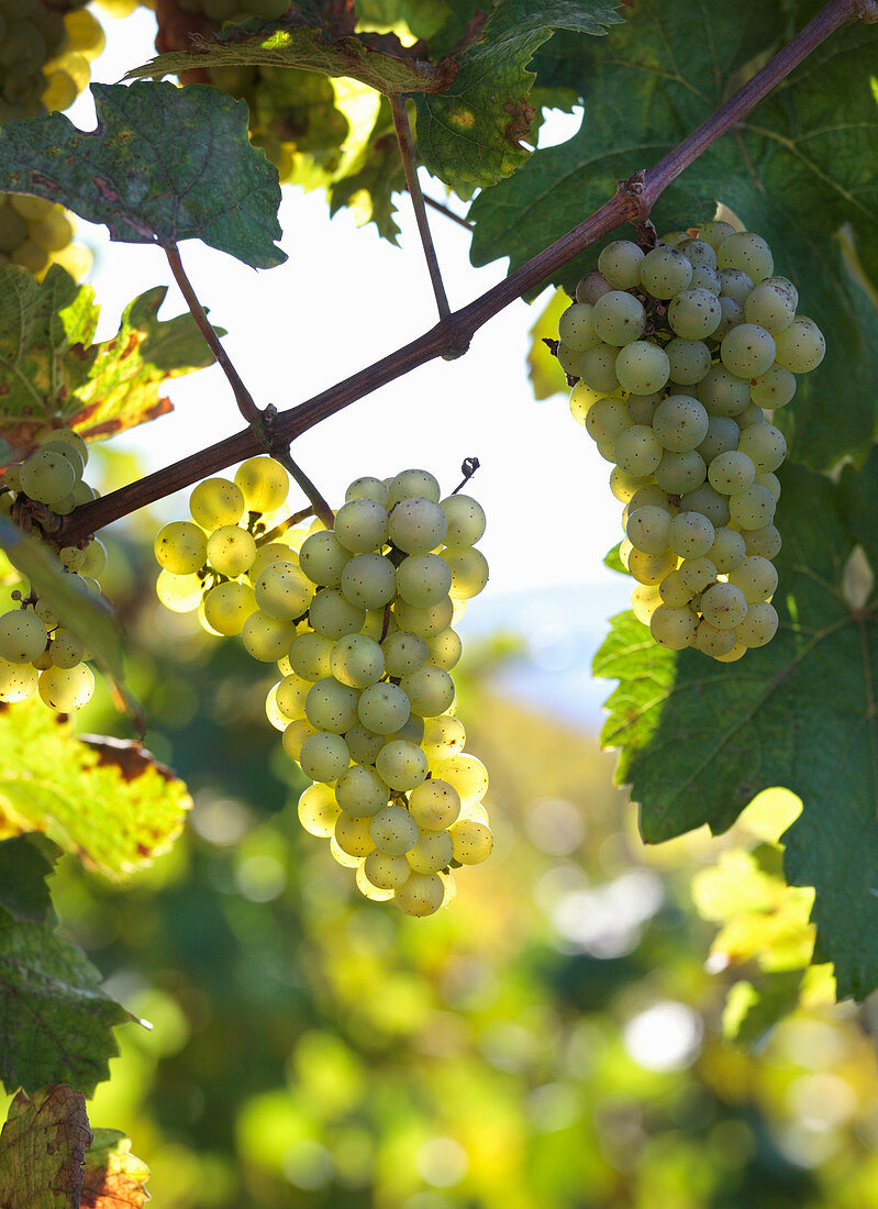 Rieslingtrauben an der Rebe