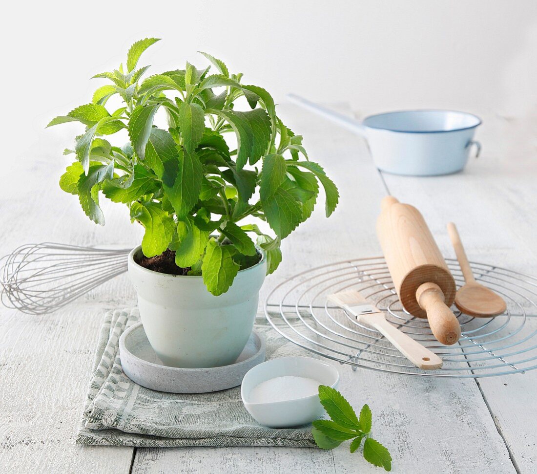 A stevia plant and baking utensils