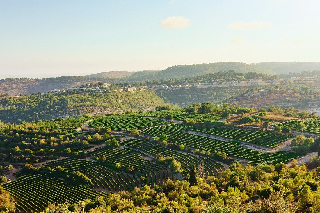 Vineyards in the Judaean Mountains, Israel