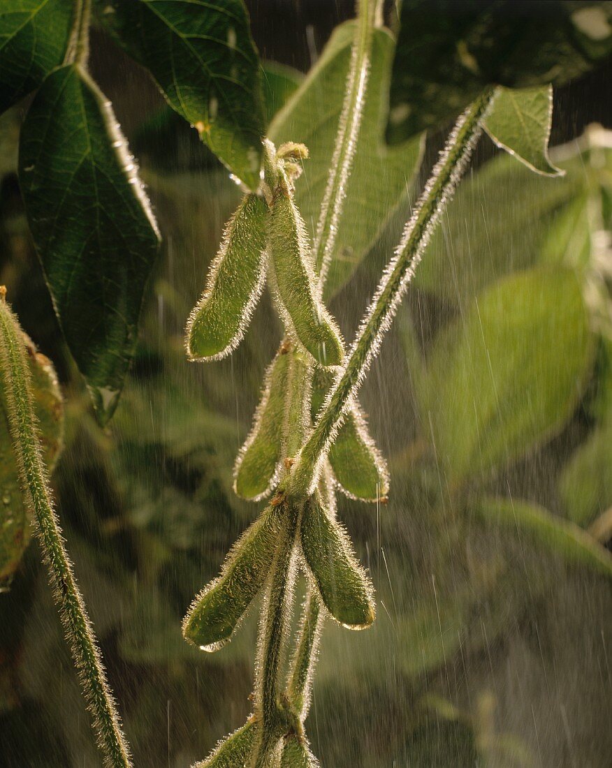 Grüne Sojabohnenschoten an der Pflanze im Regen