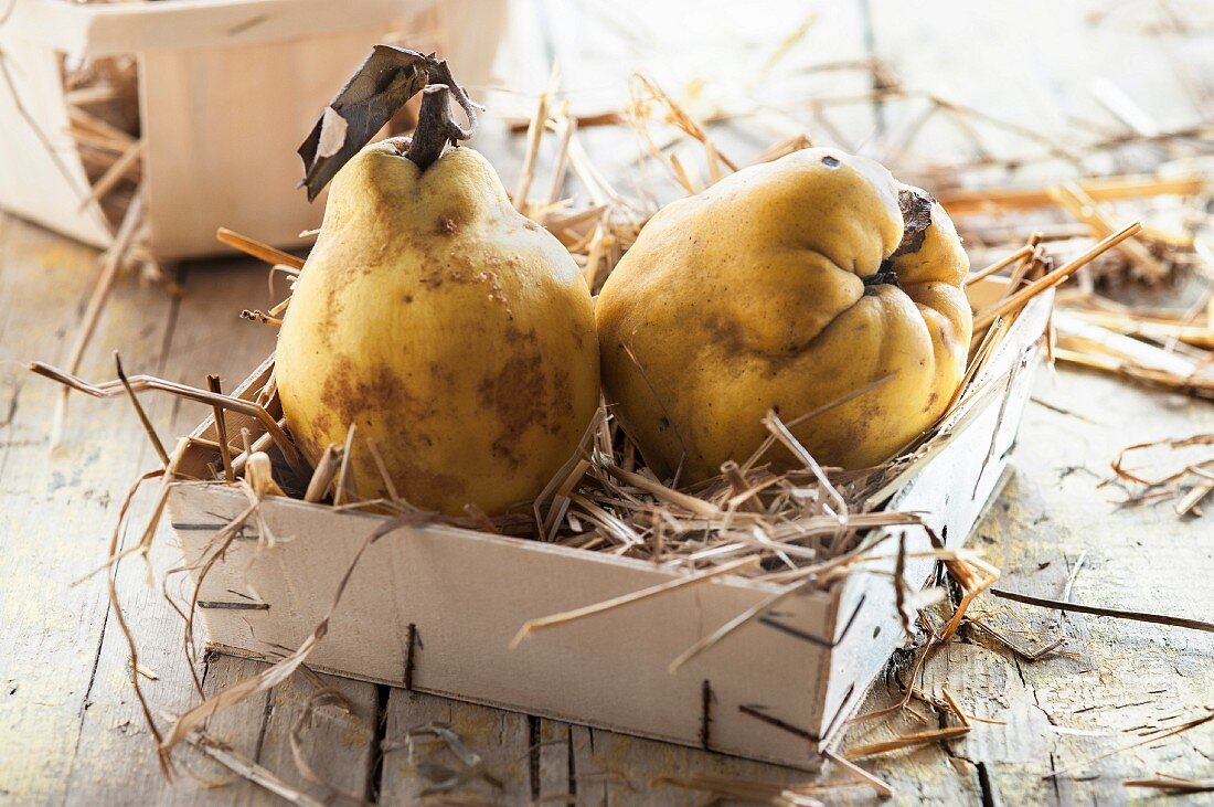 Quinces on straw