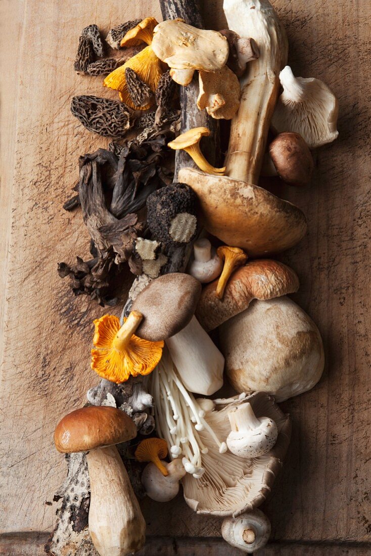 An arrangement of various mushrooms