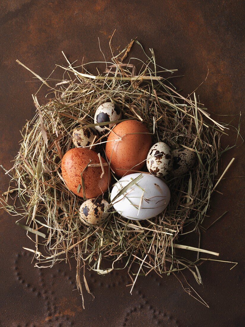 Stillleben mit verschiedenen Eiersorten in Nest aus Heu