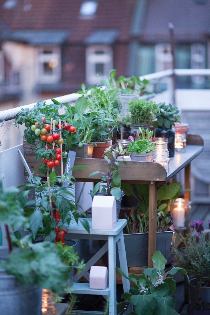 Potting bench on roof terrace decorated with candle lanterns, herbs and vegetable plants