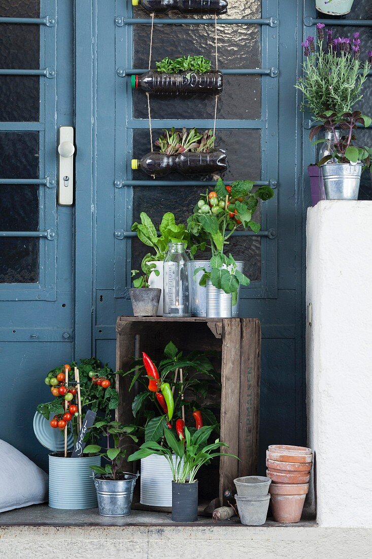 Platform outside front door decorated with potted vegetable plants and herbs