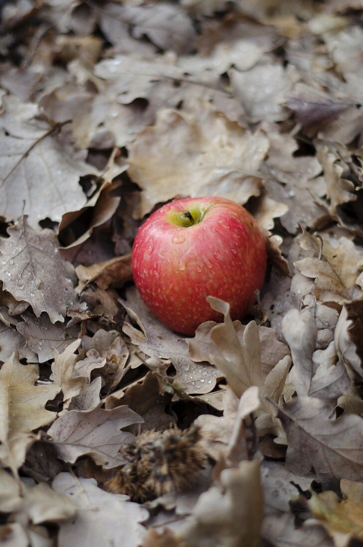 A red apple in autumn leaves
