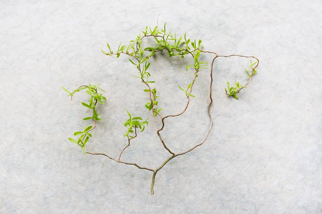 Contorted willow twig with young leaves