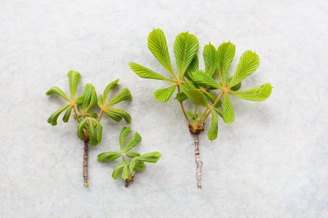 Branch tips of horse chestnut with young, spring leaves on pale surface