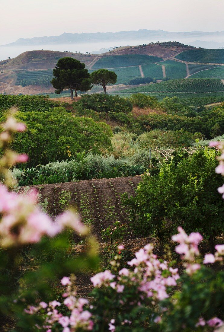 The Regaleali vineyard at Tasca d'Almerita, Sicily