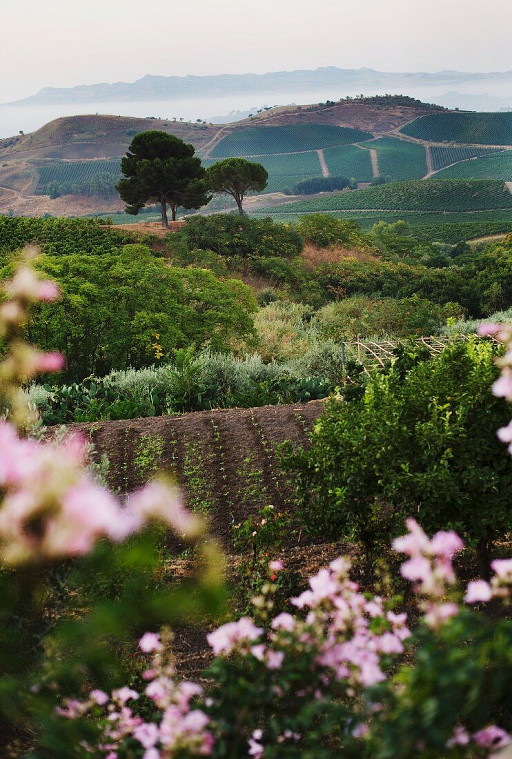 Weinberg Regaleali von Tasca d'Almerita, Sizilien