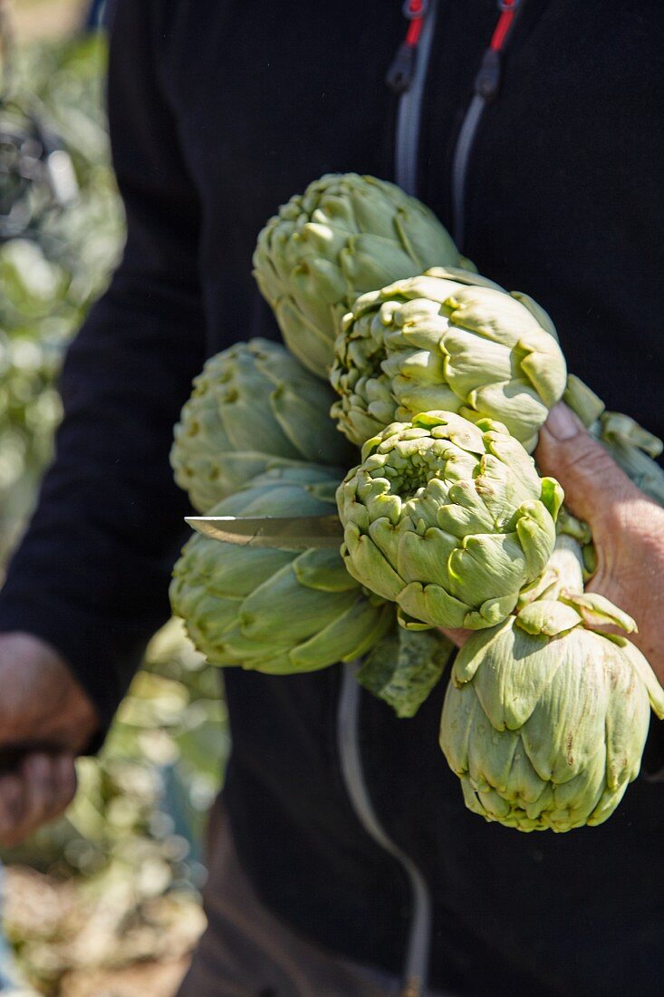 Artichokes