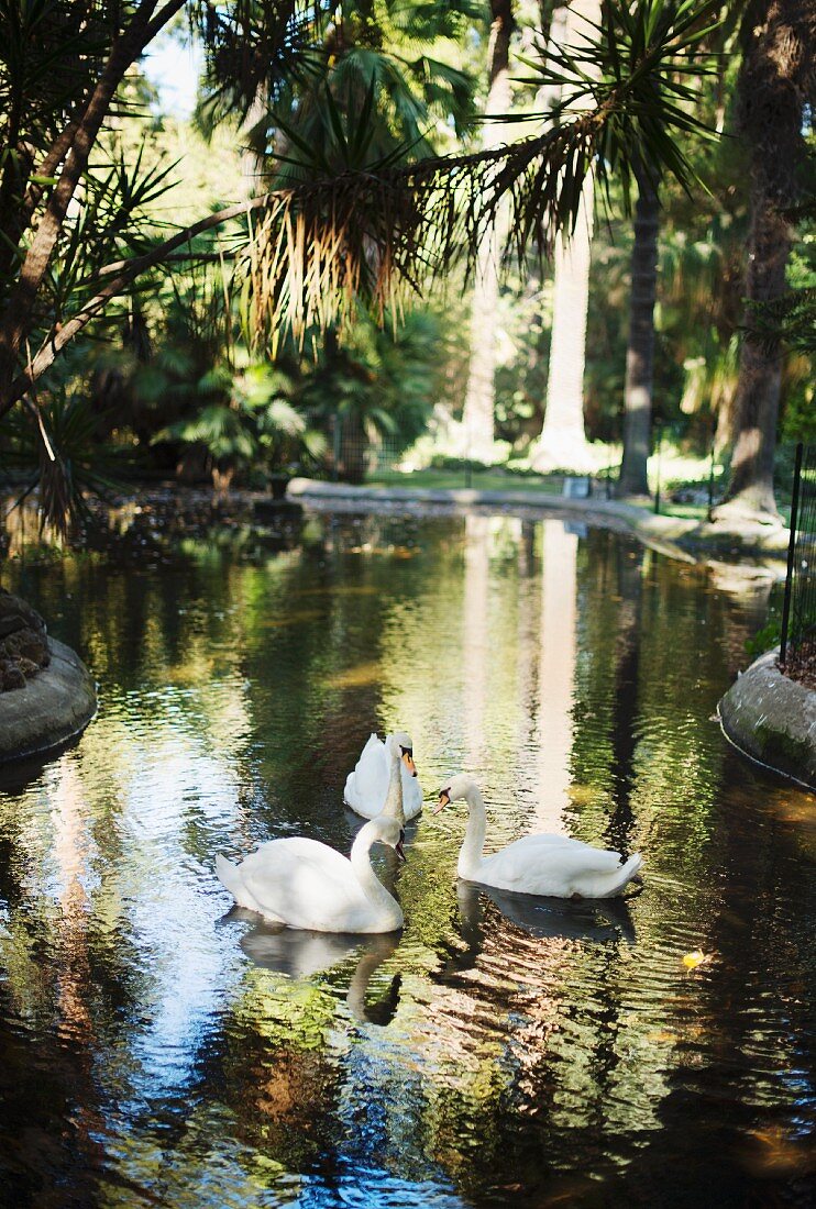The swans Tristan and Isolde in the garden of Villa Tasca in Palermo, Sicily