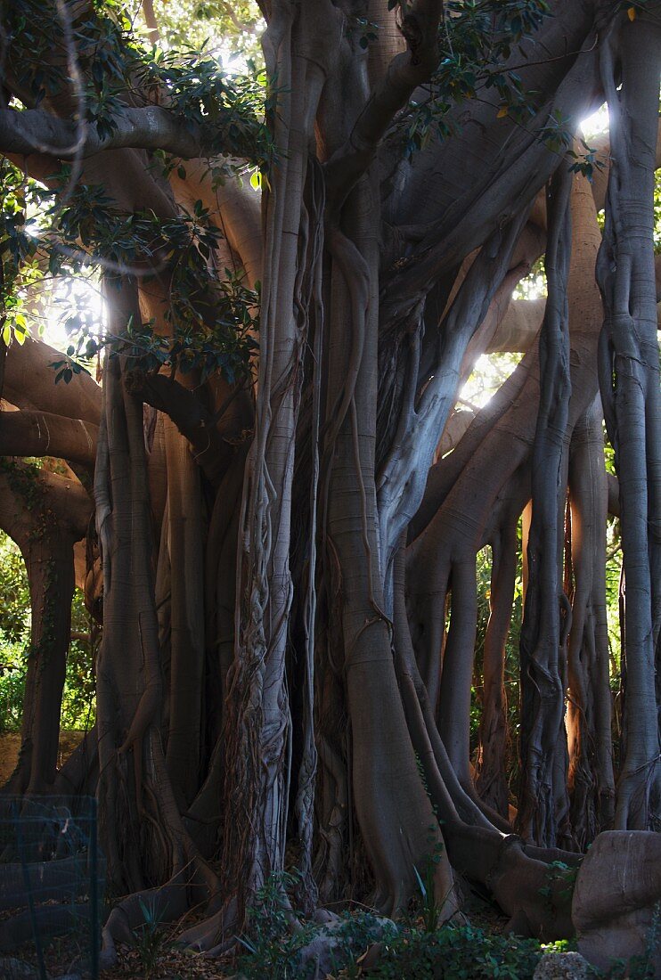 Baumstamm im Garten von Villa Tasca in Palermo, Sizilien