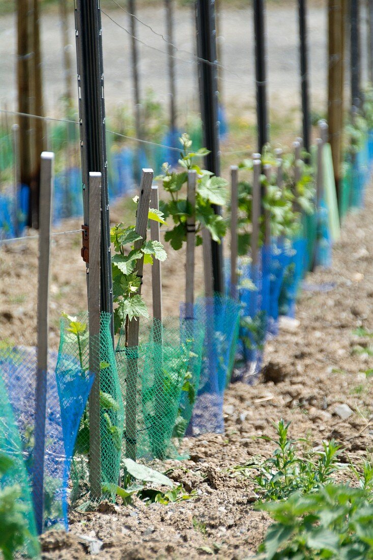 Young vines in a vineyard